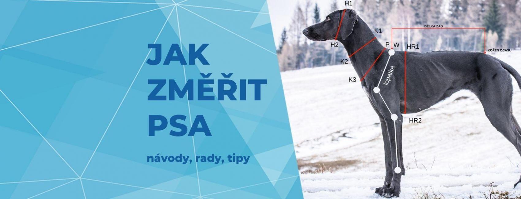 Jak změřit psa